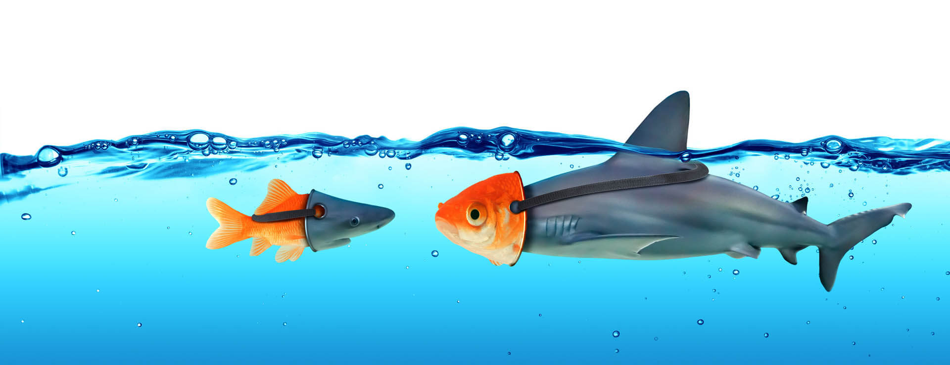Social Media und Politik - Hai und Goldfisch